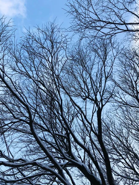 Bellissimo Paesaggio Invernale Neve Alberi — Foto Stock