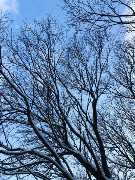 Bela Paisagem Inverno Neve Árvores — Fotografia de Stock