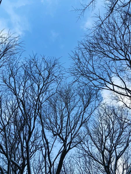 雪と木の美しい冬の風景 — ストック写真