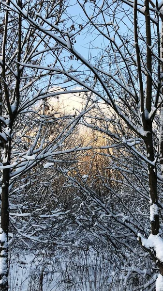Красивий Зимовий Пейзаж Снігу Дерев — стокове фото