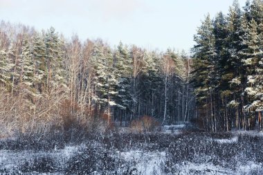 Kar ve ağaçlardan oluşan güzel kış manzarası