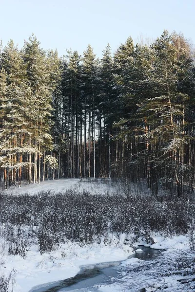 Красивый Зимний Пейзаж Снега Деревьев — стоковое фото