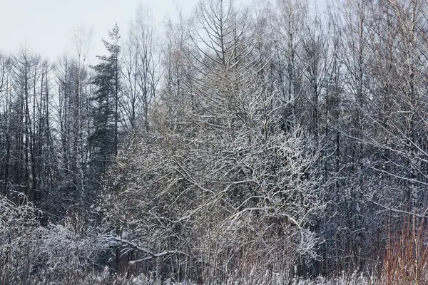 Красивый Зимний Пейзаж Снега Деревьев — стоковое фото