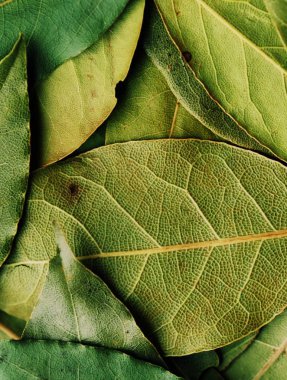 Green Bay yaprağı baharatı yakın görünüm