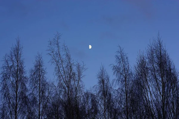 Beautiful landscape of the moon and the trees