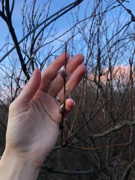 Schöne Weide Der Hand Nahaufnahme — Stockfoto