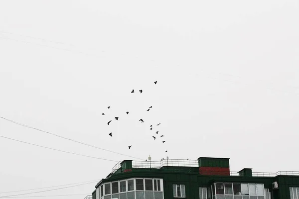 Ein Schwarm Krähen Fliegt Über Das Haus — Stockfoto