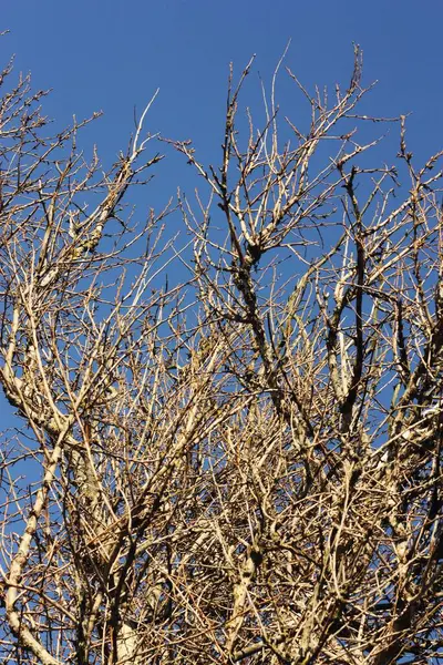Ramos Árvores Contra Vista Azul Céu — Fotografia de Stock