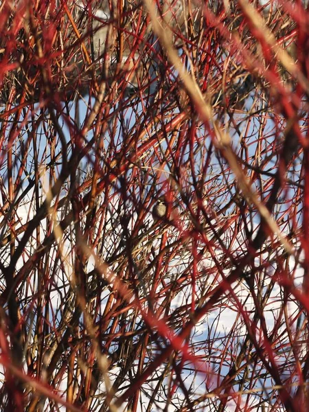 Piccolo Passero Nascosto Albero — Foto Stock