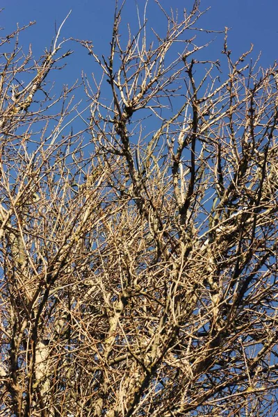 Gałęzie Drzew Tle Błękitnego Nieba — Zdjęcie stockowe
