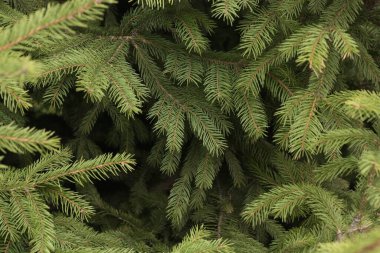 Parktaki güzel yeşil Noel ağacı