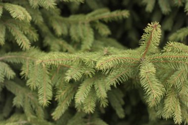 Parktaki güzel yeşil Noel ağacı