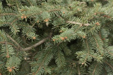 Parktaki güzel yeşil Noel ağacı 