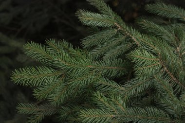 Parktaki güzel yeşil Noel ağacı 