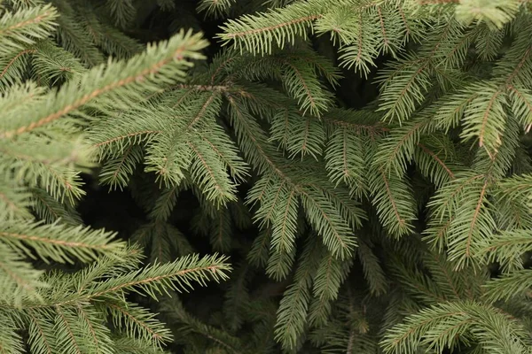 Beautiful Green Christmas Tree Park — Stock Photo, Image