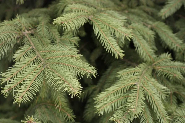 Bellissimo Albero Natale Verde Nel Parco — Foto Stock