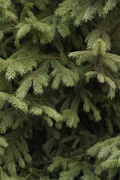 Bel Arbre Noël Vert Dans Parc — Photo