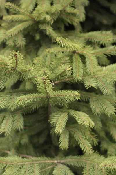 Bellissimo Albero Natale Verde Nel Parco — Foto Stock