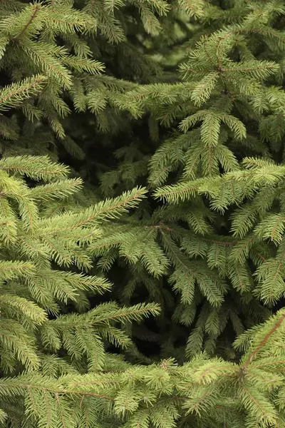 Krásný Zelený Vánoční Stromek Parku — Stock fotografie