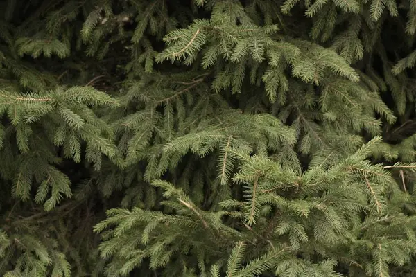 Bellissimo Albero Natale Verde Nel Parco — Foto Stock