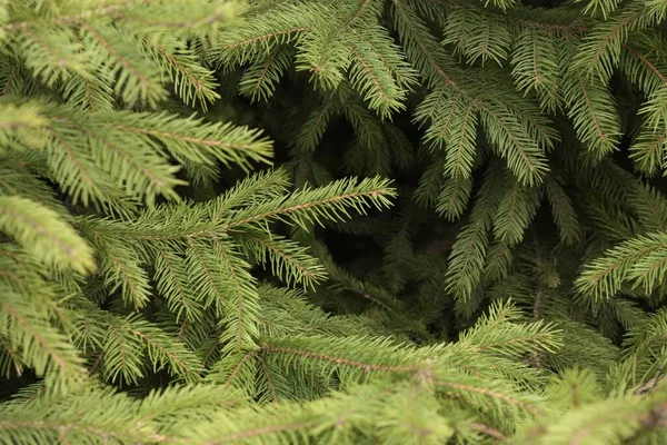 Vacker Grön Julgran Parken — Stockfoto