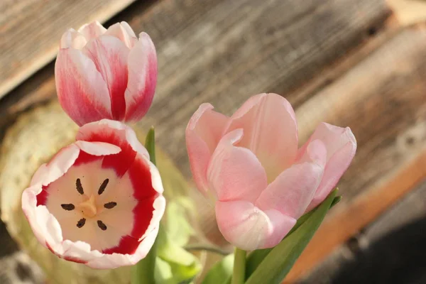 Różowe Tulipany Wazonie Widok Bliska — Zdjęcie stockowe