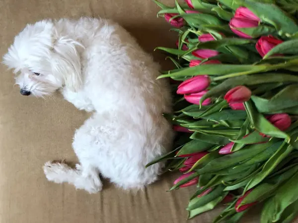 Krásná Kytice Tulipánů Bílý Pes Pohovce — Stock fotografie