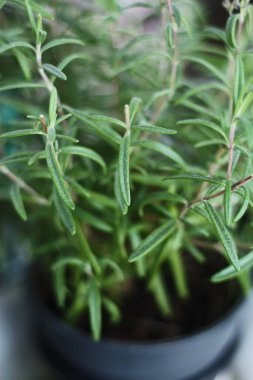 Kavanozda taze yeşil biberiye.