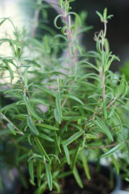 Kavanozda taze yeşil biberiye.