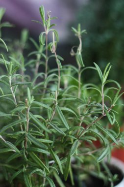 Kavanozda taze yeşil biberiye.