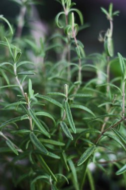 Kavanozda taze yeşil biberiye.