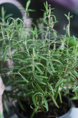 Kavanozda taze yeşil biberiye.