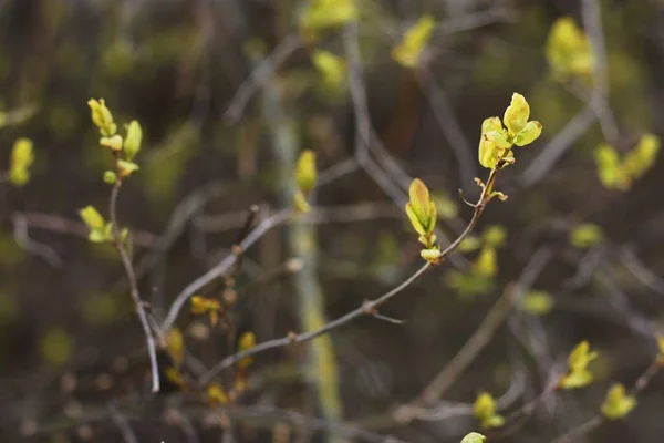 Прекрасна Весняна Ялинка Зеленим Листям Макро — стокове фото