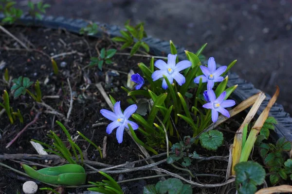 Bahçede Güzel Ilkbahar Mavi Çiçekleri — Stok fotoğraf