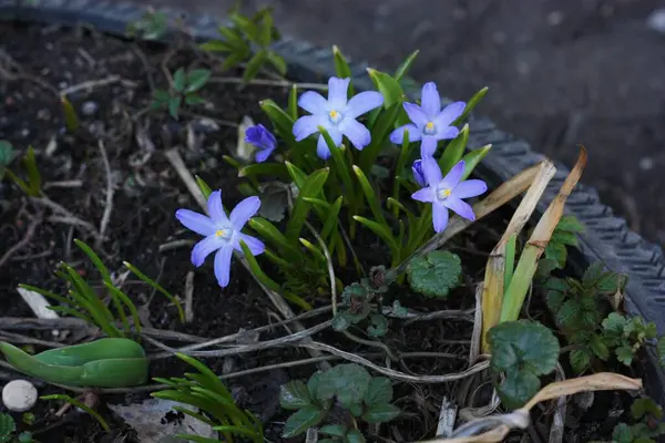 Bahçede Güzel Ilkbahar Mavi Çiçekleri — Stok fotoğraf