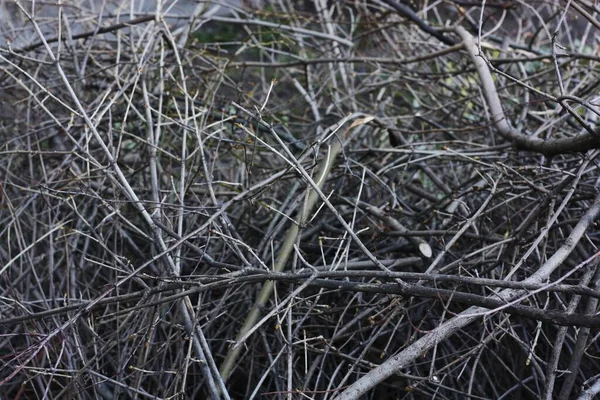 Seco Galhos Árvores Cortadas Rua — Fotografia de Stock