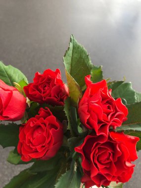 Güzel kırmızı güller elinde