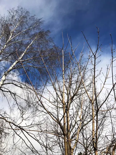 Alberi Contro Cielo Blu Nuvole — Foto Stock