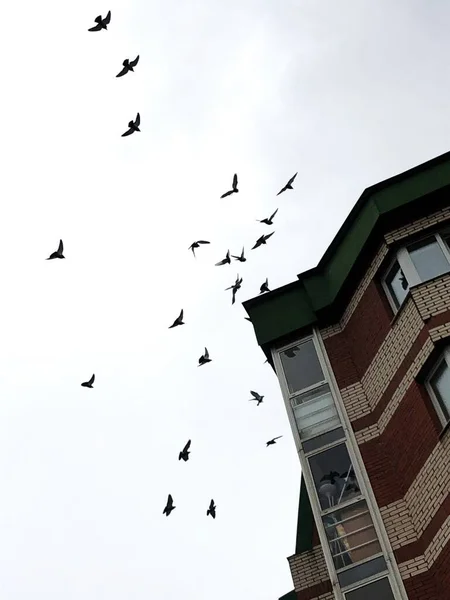 Troupeau Pigeons Vole Dans Ciel — Photo