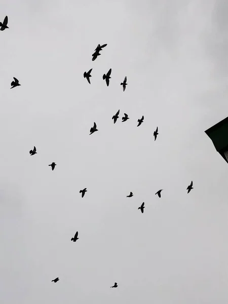 Troupeau Pigeons Vole Dans Ciel — Photo