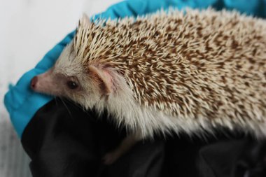 Battaniye içinde saklanan komik kirpi. 