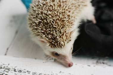 Battaniye içinde saklanan komik kirpi. 