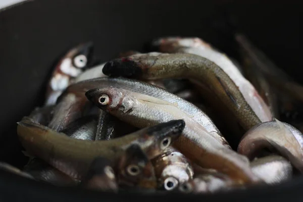 Fresh Fish Pan Close — Stock Photo, Image