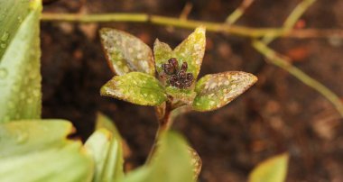 Bahçesinde çiy taneleri olan güzel yeşil bitki. 