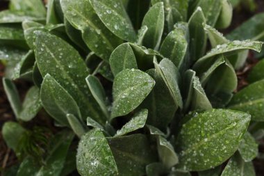 Bahçesinde çiy taneleri olan güzel yeşil bitki.