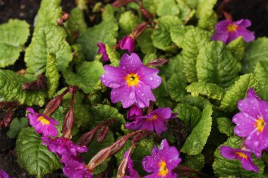 Bahçedeki makroda güzel mor çiçekler
