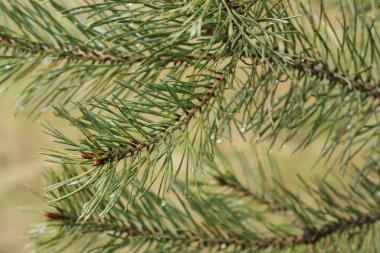 Parkta çiğ taneleri olan yeşil çam