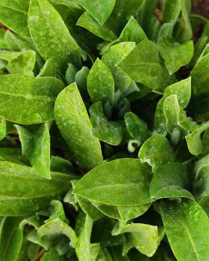 Bahçesinde çiy taneleri olan güzel yeşil bitki.