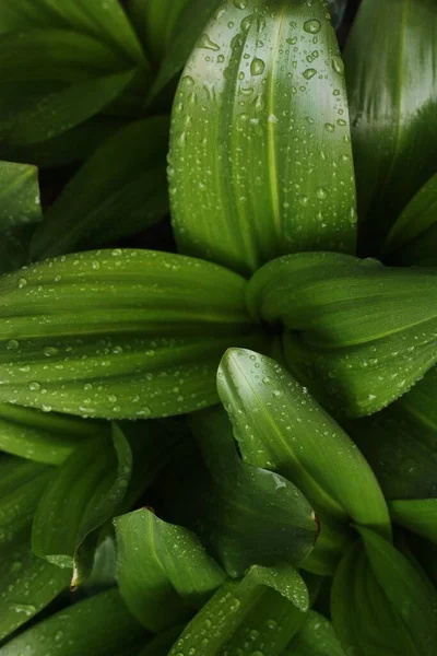 Hermosa Planta Verde Con Rocío Jardín —  Fotos de Stock