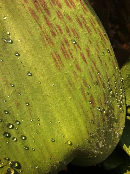 Schöne Grüne Blattpflanzen Mit Tau Makro — Stockfoto